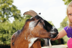 Kinderboerderij Tanthof krijgt speelgoedbank