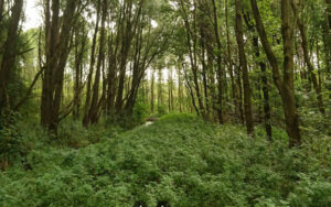 Delftse Hout